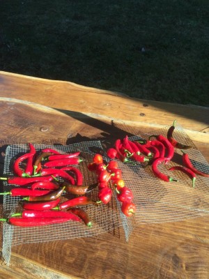 image.jpeg (135.25 KiB) Osservato 535 volte image.jpeg