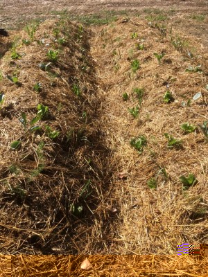 image.jpeg (279.15 KiB) Osservato 475 volte image.jpeg