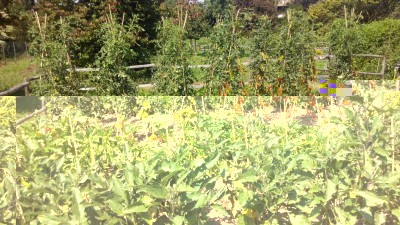 Orto / IMG_20160816_131456.jpg IMG_20160816_131456.jpg