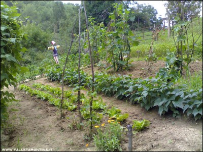 01082016canasta-fagiolini.jpg (361.98 KiB) Osservato 553 volte 01082016canasta-fagiolini.jpg