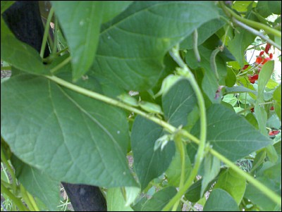 01082016cimici2.jpg (192.11 KiB) Osservato 553 volte 01082016cimici2.jpg