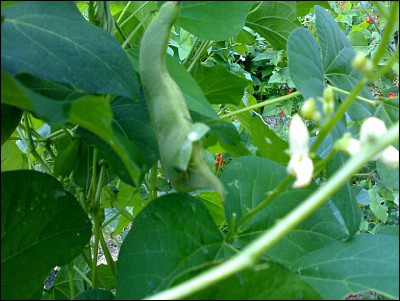 01082016cimici.jpg (242.95 KiB) Osservato 553 volte 01082016cimici.jpg