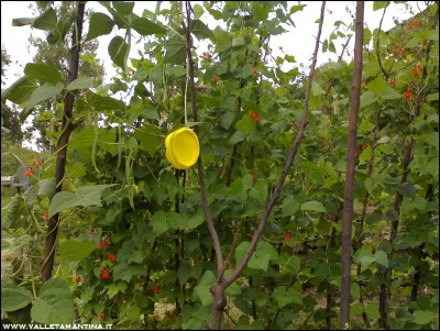 01082016piattino-giallo.jpg (291.32 KiB) Osservato 553 volte 01082016piattino-giallo.jpg