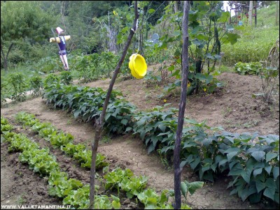 01082016panoramica-orto.jpg (350.55 KiB) Osservato 553 volte 01082016panoramica-orto.jpg