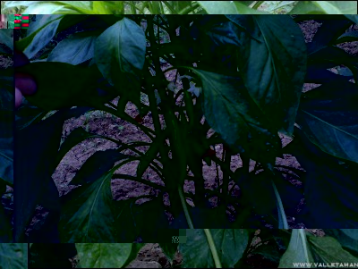 01082016cayenna.jpg (251.35 KiB) Osservato 548 volte 01082016cayenna.jpg