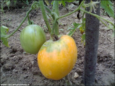 01082016verna-orange.jpg (263.84 KiB) Osservato 548 volte 01082016verna-orange.jpg