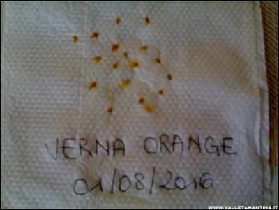 03082016semi-verna-orange.jpg (157.22 KiB) Osservato 548 volte 03082016semi-verna-orange.jpg