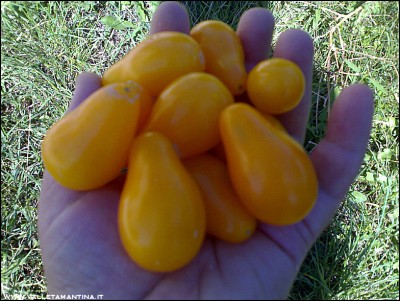 04082016pomodorini-gialli.jpg (300.28 KiB) Osservato 547 volte 04082016pomodorini-gialli.jpg