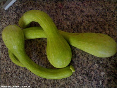 06082016zucchette.jpg (266.17 KiB) Osservato 547 volte 06082016zucchette.jpg