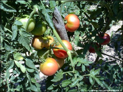 09082016pomodori-rosa-di-berna.jpg (318.94 KiB) Osservato 762 volte 09082016pomodori-rosa-di-berna.jpg