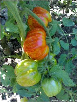 09082016pomodori-stripped2.jpg (225.61 KiB) Osservato 762 volte 09082016pomodori-stripped2.jpg