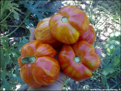 09082016pomodori-stripped.jpg (247.6 KiB) Osservato 762 volte 09082016pomodori-stripped.jpg