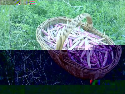 130820164borlotti.jpg (364.07 KiB) Osservato 762 volte 130820164borlotti.jpg