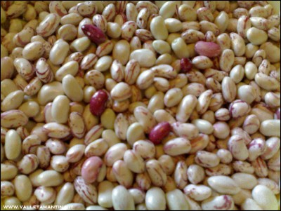 13082016borlotti2.jpg (278.47 KiB) Osservato 760 volte 13082016borlotti2.jpg