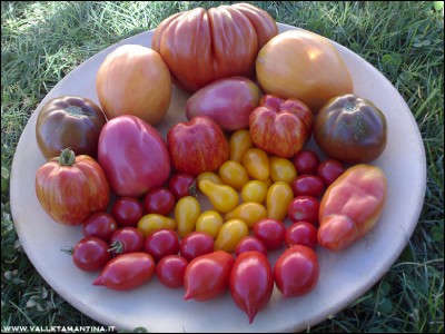 15082016pomodori.jpg (219.77 KiB) Osservato 760 volte 15082016pomodori.jpg