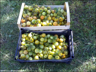 18082016pomodori-invernali.jpg (358.07 KiB) Osservato 760 volte 18082016pomodori-invernali.jpg