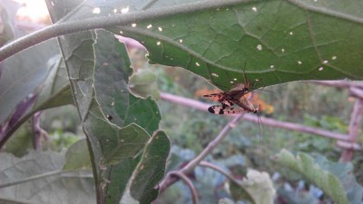 Che insetti sono? / IMG_20160822_194724.jpg IMG_20160822_194724.jpg