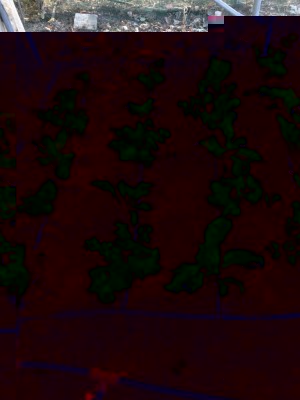 Sedano e coste / image.jpeg image.jpeg