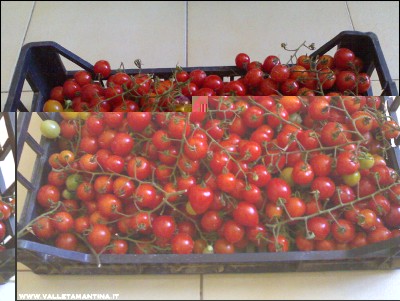 28082016ciliegini.jpg (261.49 KiB) Osservato 526 volte 28082016ciliegini.jpg