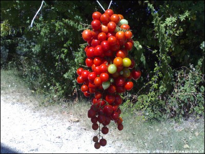 28082016pendolo-ciliegini.jpg (310.99 KiB) Osservato 526 volte 28082016pendolo-ciliegini.jpg