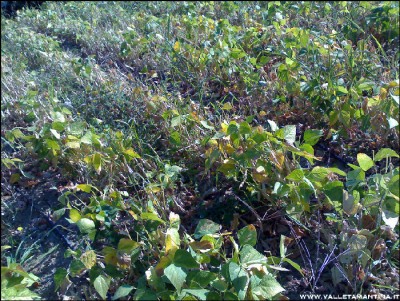 29082016borlotti.jpg (387.5 KiB) Osservato 521 volte 29082016borlotti.jpg