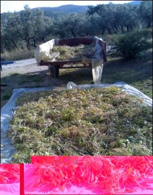 29082016borlotti2.jpg (273.39 KiB) Osservato 521 volte 29082016borlotti2.jpg