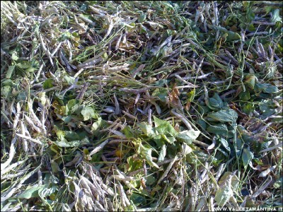 29082016battitura-borlotti.jpg (399.53 KiB) Osservato 521 volte 29082016battitura-borlotti.jpg