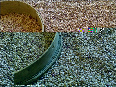 02092016borlotti.jpg (397.88 KiB) Osservato 520 volte 02092016borlotti.jpg