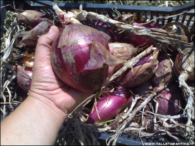 30082016cipolle-tropea.jpg (268.16 KiB) Osservato 520 volte 30082016cipolle-tropea.jpg