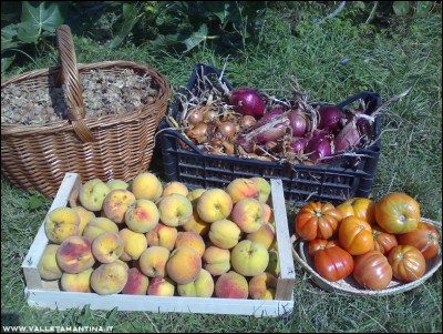 01092016raccolto.jpg (344.52 KiB) Osservato 519 volte 01092016raccolto.jpg