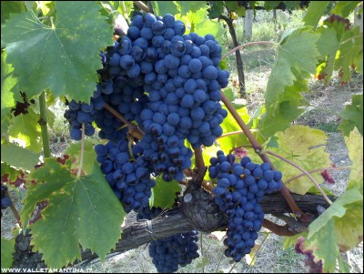 30082016uva.jpg (283.49 KiB) Osservato 519 volte 30082016uva.jpg