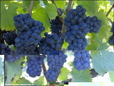 03092016uva.jpg (231.47 KiB) Osservato 519 volte 03092016uva.jpg