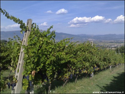 03092016vigneto.jpg (234.73 KiB) Osservato 519 volte 03092016vigneto.jpg