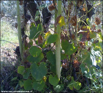 29082016zucche-lagenarie.jpg (290.65 KiB) Osservato 518 volte 29082016zucche-lagenarie.jpg