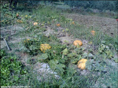 30082016zucche.jpg (398.99 KiB) Osservato 518 volte 30082016zucche.jpg