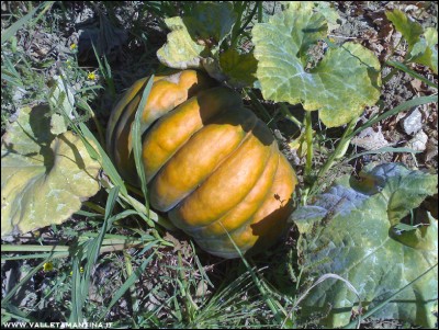 29082016zucca-moscata2.jpg (320.41 KiB) Osservato 518 volte 29082016zucca-moscata2.jpg