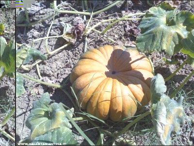 29082016zucca-moscata.jpg (342.05 KiB) Osservato 518 volte 29082016zucca-moscata.jpg