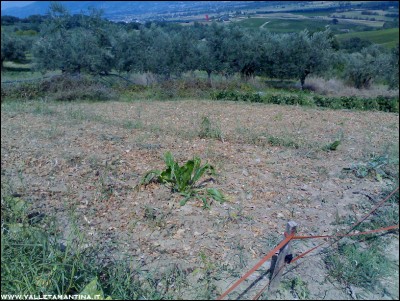 30082016terra-borlotti.jpg (347.58 KiB) Osservato 517 volte 30082016terra-borlotti.jpg