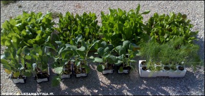 01092016cavoli-verze-cicorie.jpg (215.27 KiB) Osservato 517 volte 01092016cavoli-verze-cicorie.jpg