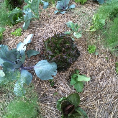 angolo di sinergico / 08.09.2016 366.JPG 08.09.2016 366.JPG