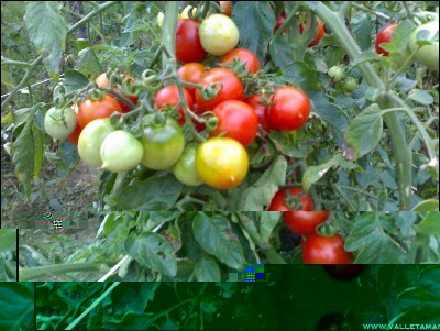 05092016pomodorini.jpg (245.3 KiB) Osservato 591 volte 05092016pomodorini.jpg