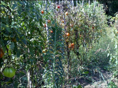 08092016peronospora.jpg (396.25 KiB) Osservato 591 volte 08092016peronospora.jpg