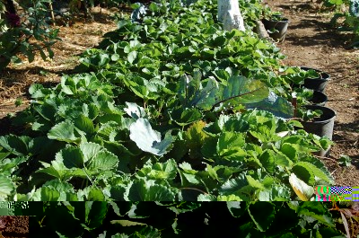 309.JPG (338.65 KiB) Osservato 730 volte 309.JPG