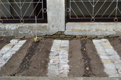 Salve a tutti. Ho messo qualche photo già sia del terreno ed del coltivo. Fra coltivo ho messo pietra di cemento per dividere ed per facilitare la pulizia della erbacea. / Zuccini.JPG Zuccini.JPG