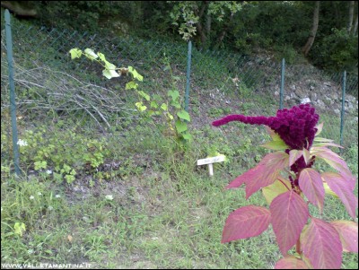 11092016zucca-centenaria-amaranto.jpg (308.26 KiB) Osservato 505 volte 11092016zucca-centenaria-amaranto.jpg