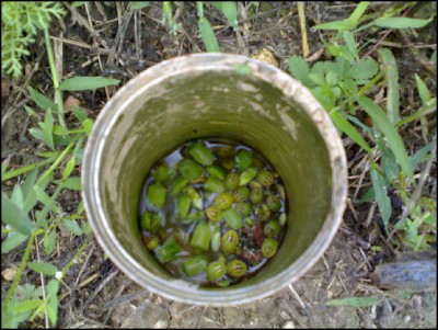 05092016cimici.jpg (169.11 KiB) Osservato 638 volte 05092016cimici.jpg