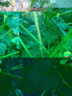 zucchine in serra / 17.09.2016 027.JPG 17.09.2016 027.JPG