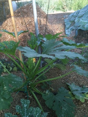 17.09.2016 028.JPG (302.32 KiB) Osservato 640 volte 17.09.2016 028.JPG