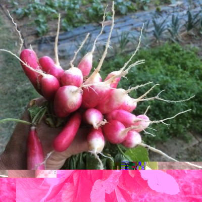 rapanelli / 15.09.2016 013.JPG 15.09.2016 013.JPG