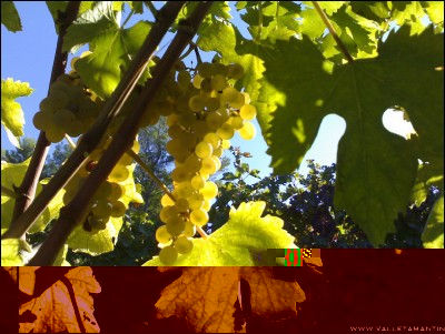 22092016uva1.jpg (255.59 KiB) Osservato 606 volte 22092016uva1.jpg